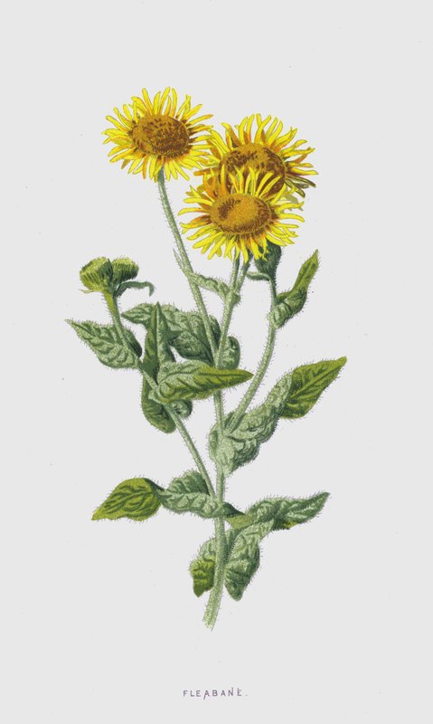 Pulguera de Frederick Edward Hulme