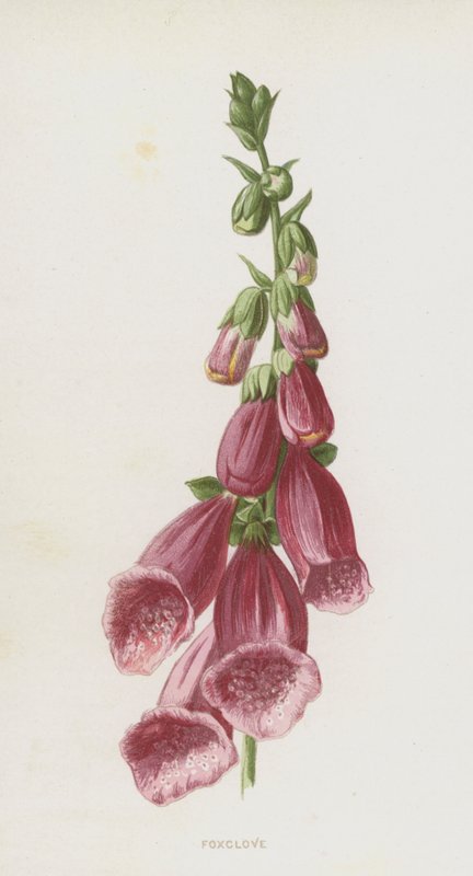 Digital de Frederick Edward Hulme