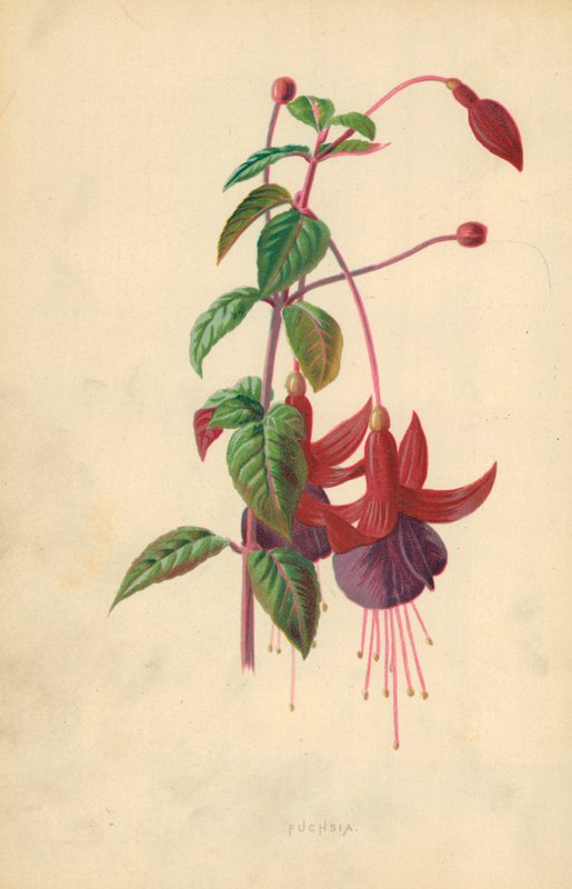 Fucsia de Frederick Edward Hulme