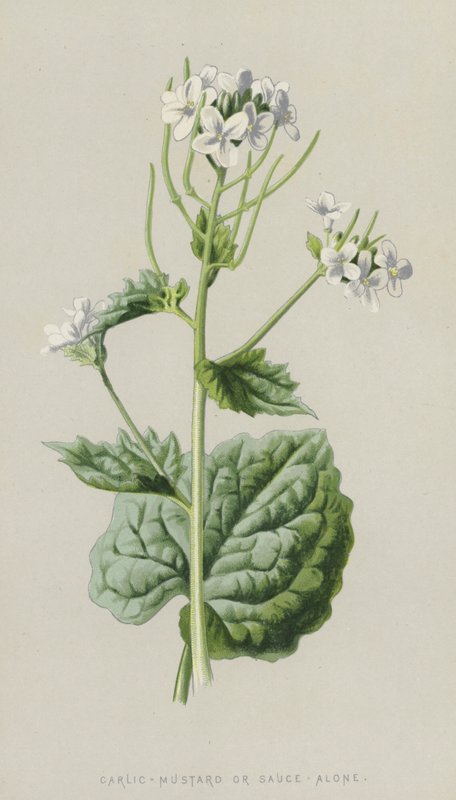 Ajo mostaza de Frederick Edward Hulme
