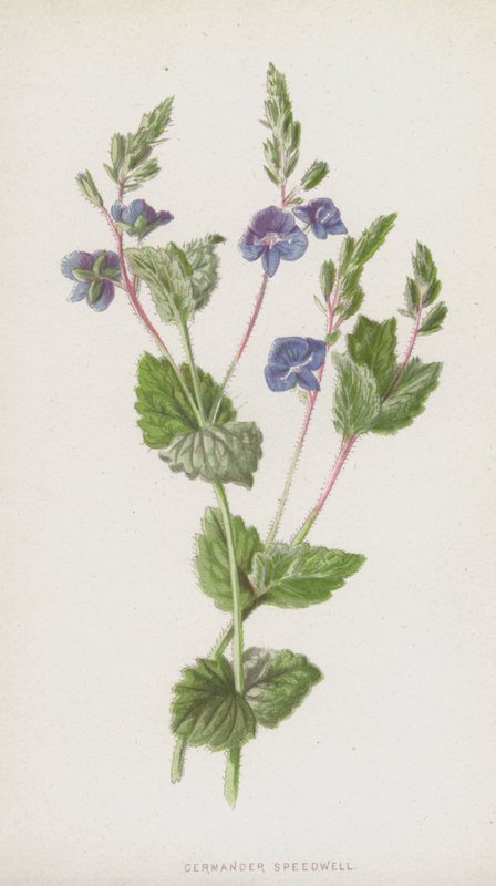 Verónica germander de Frederick Edward Hulme