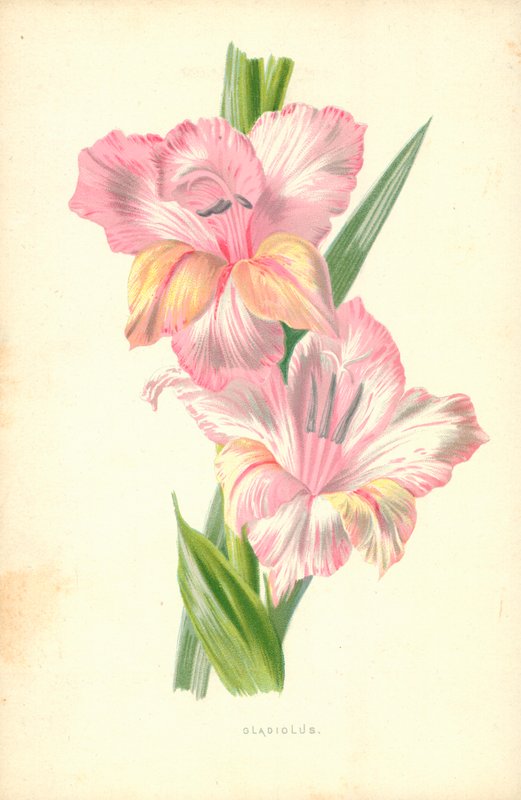 Gladiolo de Frederick Edward Hulme