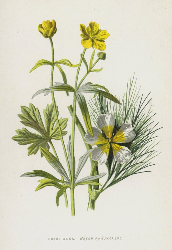 Goldilocks, ranúnculo de agua de Frederick Edward Hulme