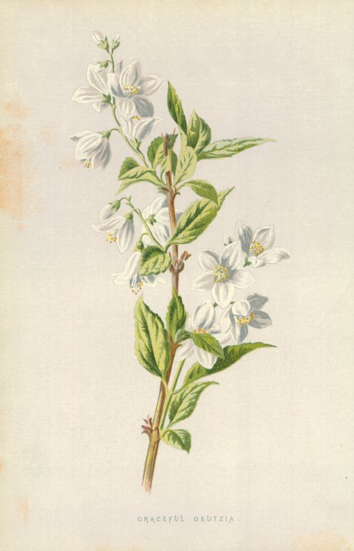 Deutzia graciosa de Frederick Edward Hulme