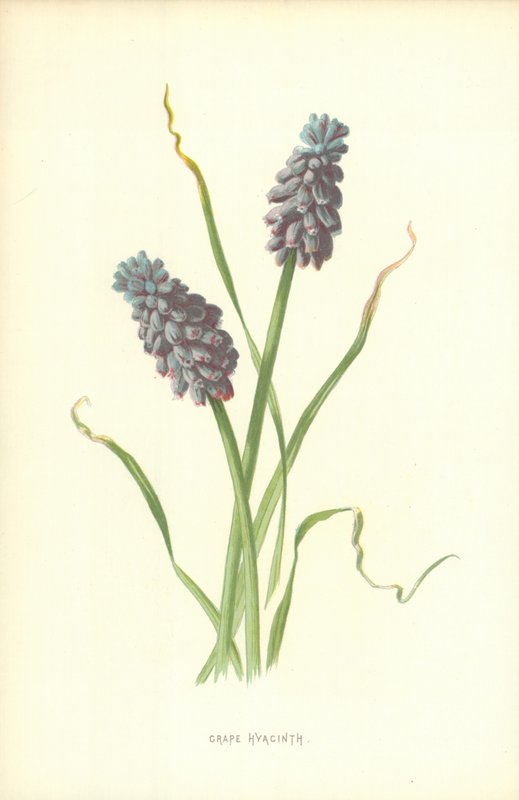 Jacinto de uva de Frederick Edward Hulme