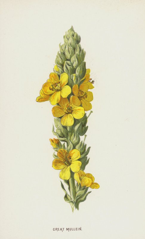 Verbascum de Frederick Edward Hulme