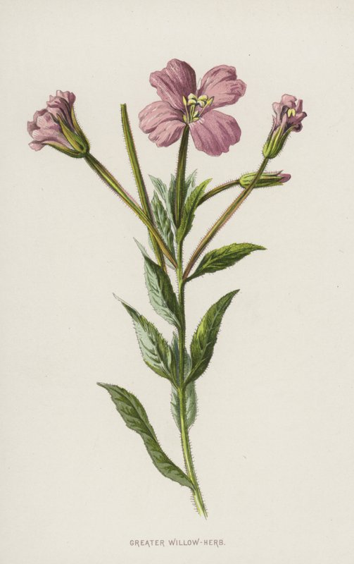 Epilobio mayor de Frederick Edward Hulme