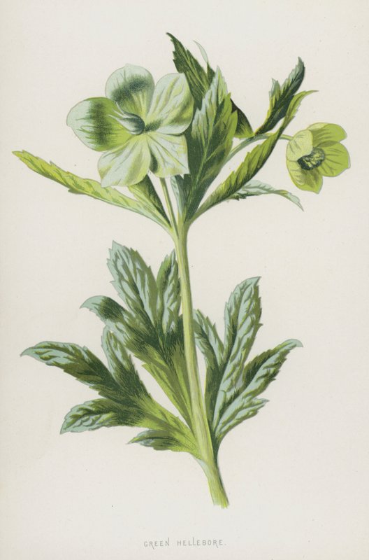 Helleborus viridis de Frederick Edward Hulme