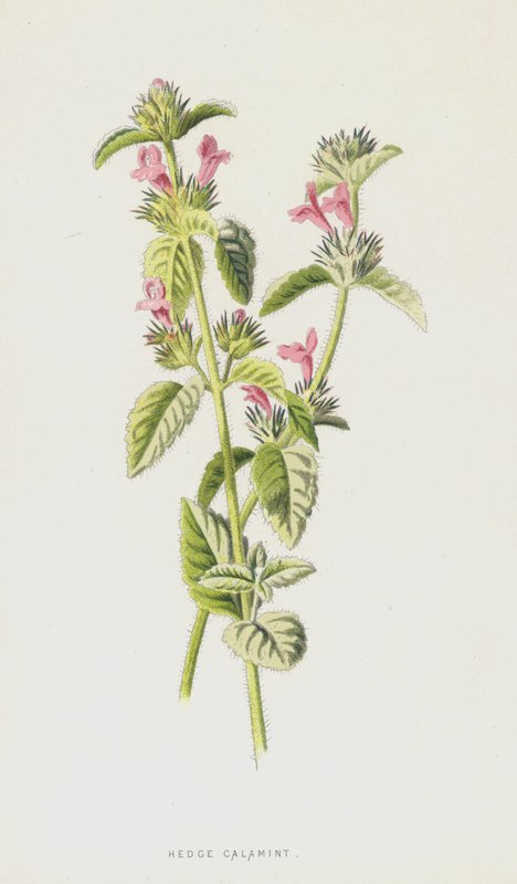 Calaminta de Seto de Frederick Edward Hulme