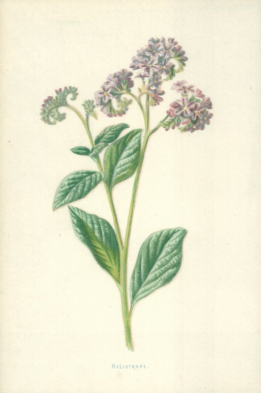 Heliotropo de Frederick Edward Hulme