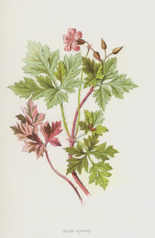 Hierba de San Roberto de Frederick Edward Hulme