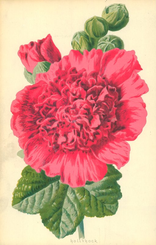 Malvarrosa de Frederick Edward Hulme