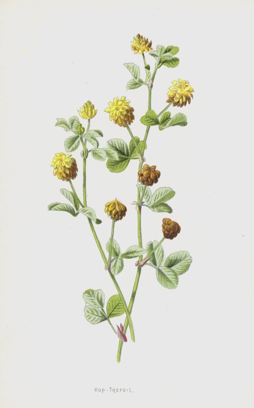 Trébol de lúpulo de Frederick Edward Hulme