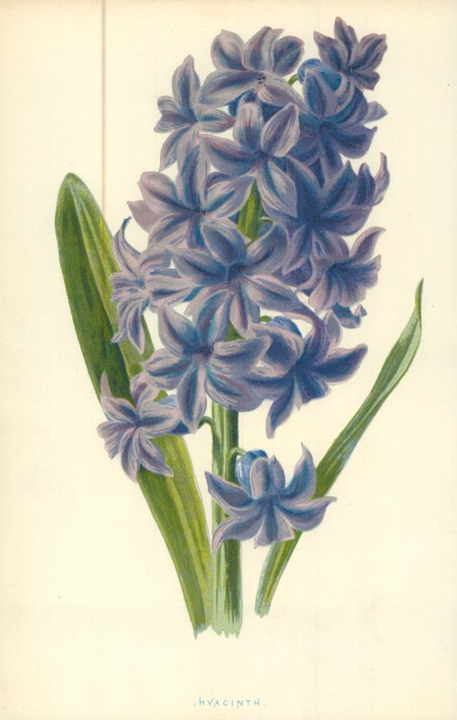 Jacinto de Frederick Edward Hulme