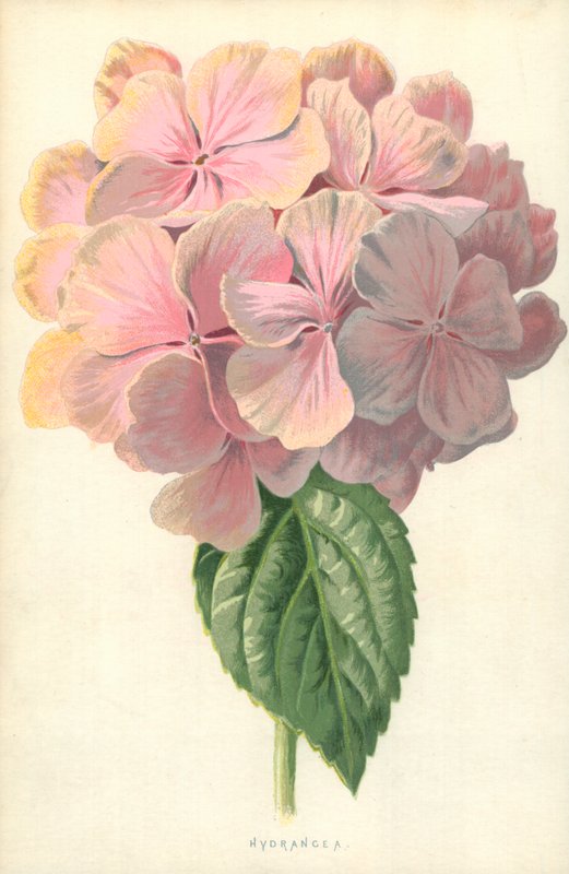 Hortensia de Frederick Edward Hulme