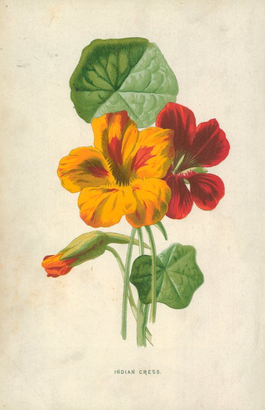 Capuchina de Frederick Edward Hulme