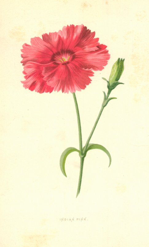Clavel indio de Frederick Edward Hulme