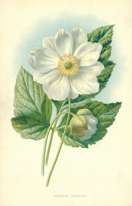 Anémona japonesa de Frederick Edward Hulme