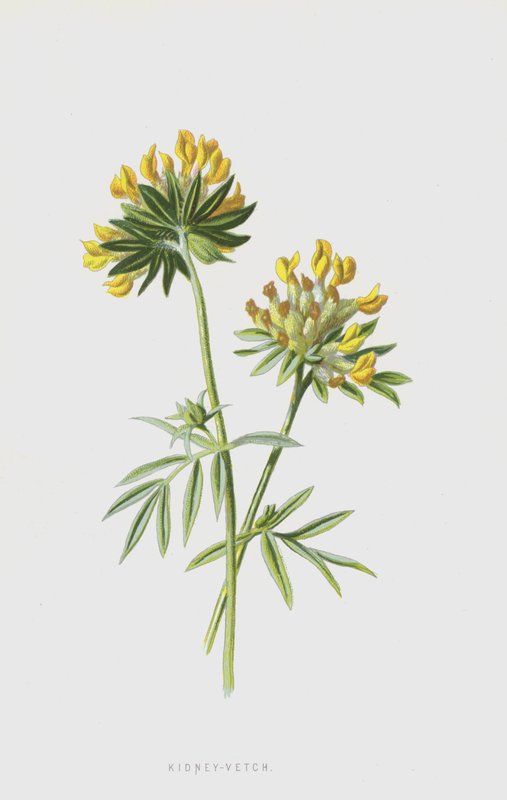 Vicia de Frederick Edward Hulme