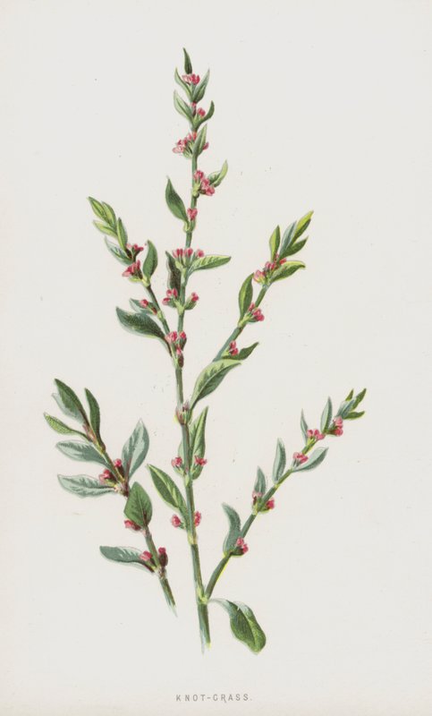 Polygonum aviculare de Frederick Edward Hulme