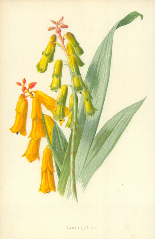 Lachenalia de Frederick Edward Hulme