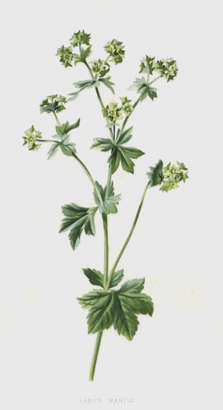 Pie de león de Frederick Edward Hulme