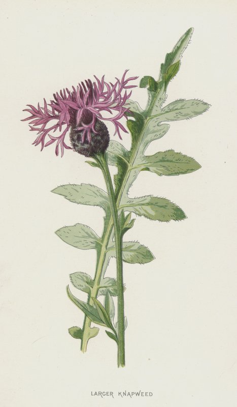 Centaurea mayor de Frederick Edward Hulme