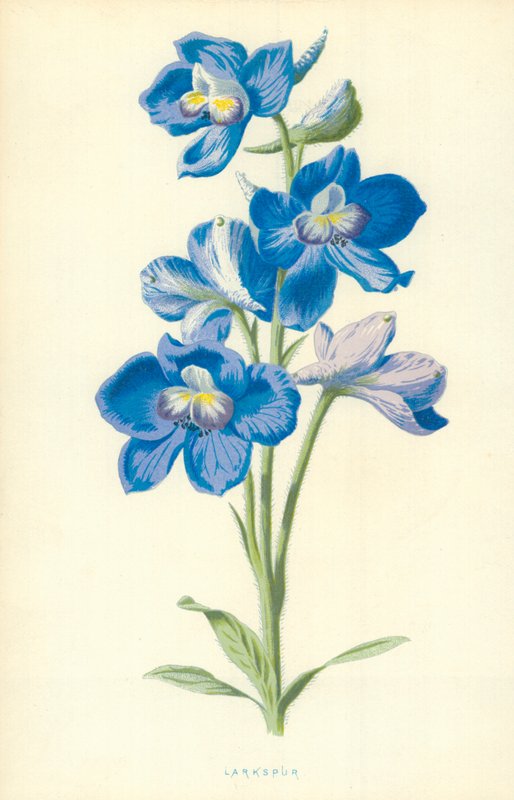 Espuela de caballero de Frederick Edward Hulme