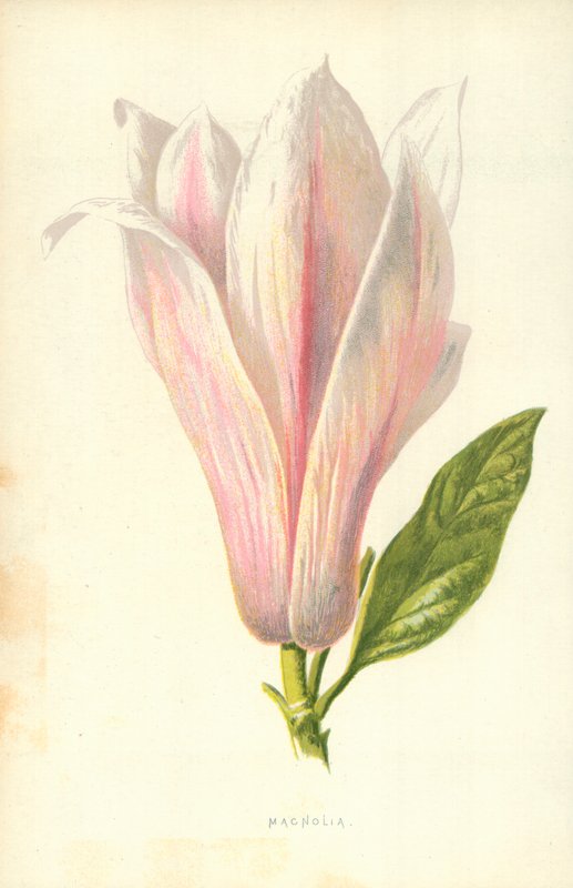 Magnolia de Frederick Edward Hulme