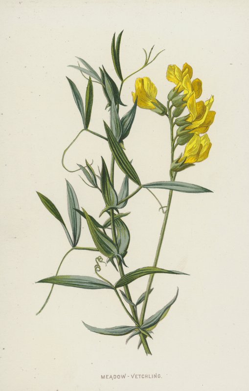 Lathyrus pratensis de Frederick Edward Hulme