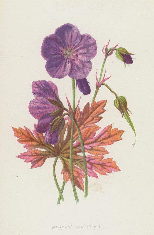 Geranio de pradera de Frederick Edward Hulme