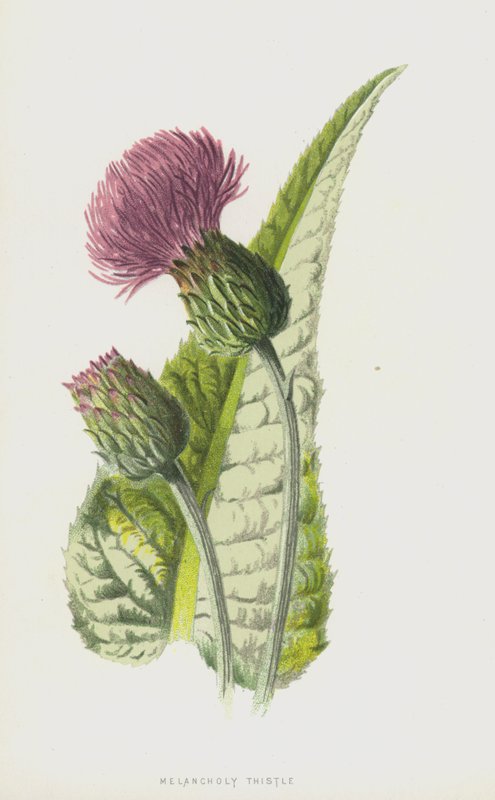 Cardo Melancólico de Frederick Edward Hulme