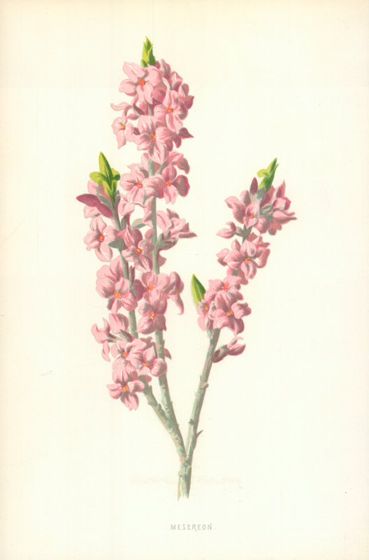 Mesereon de Frederick Edward Hulme