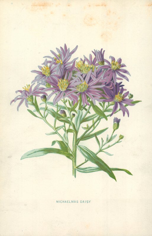 Margarita de San Miguel de Frederick Edward Hulme