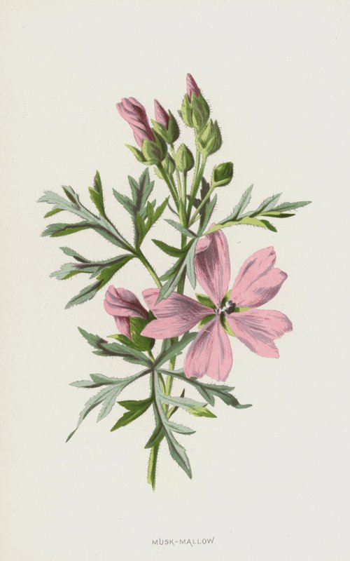 Malva almizclera de Frederick Edward Hulme