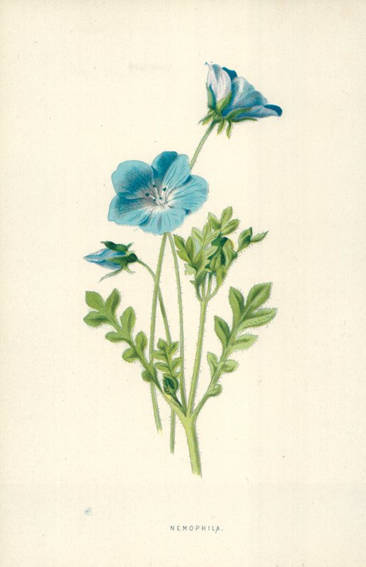 Nemophila de Frederick Edward Hulme