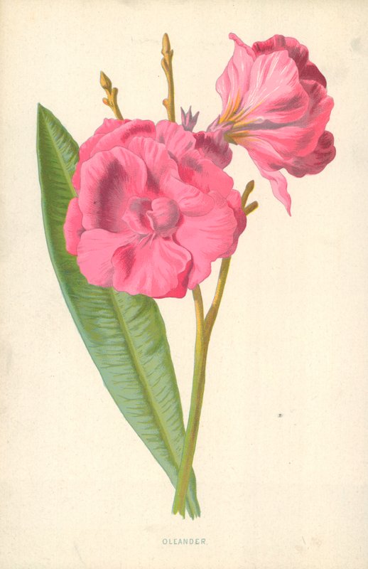 Adelfa de Frederick Edward Hulme