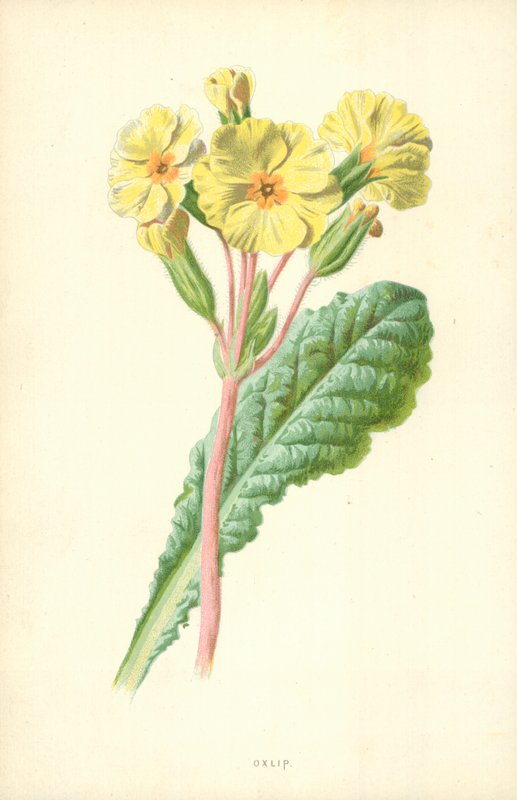 Prímula de Frederick Edward Hulme