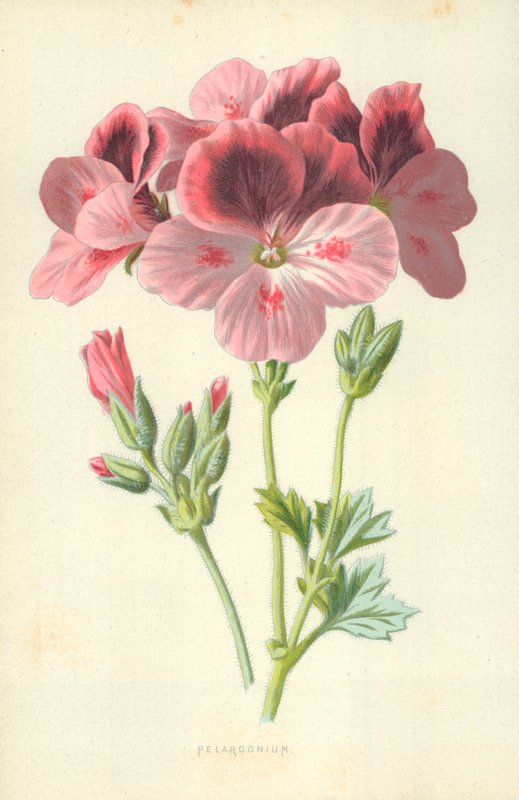 Pelargonio de Frederick Edward Hulme
