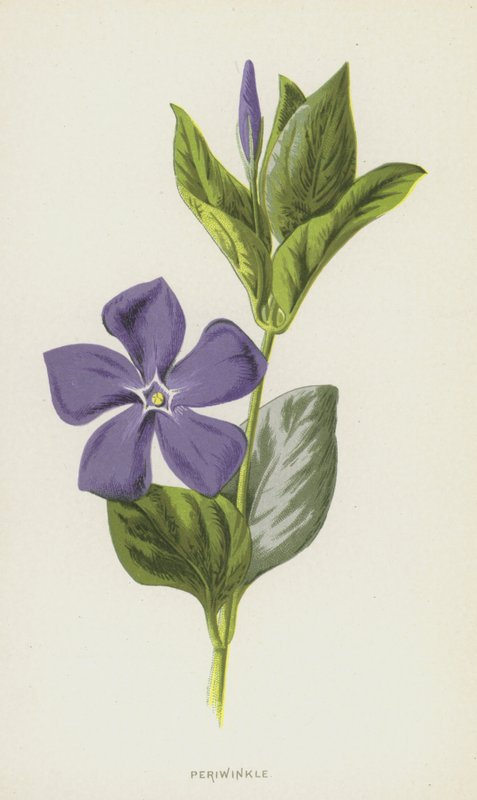 Vinca de Frederick Edward Hulme