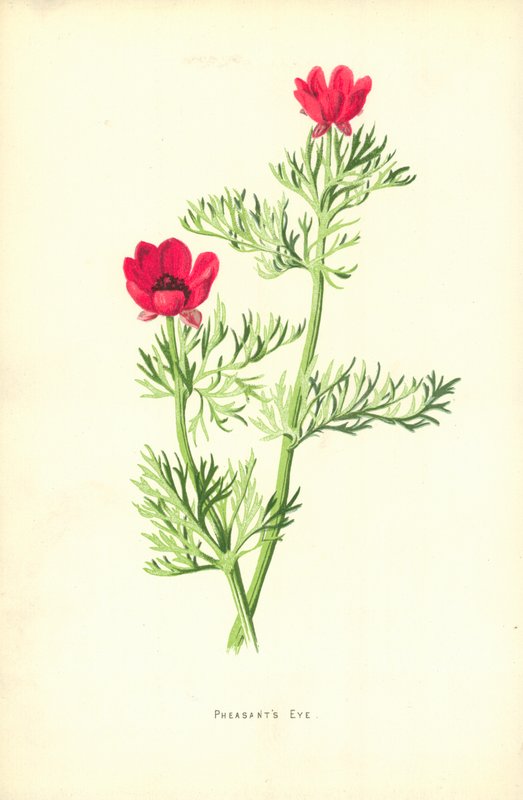 Ojo de faisán de Frederick Edward Hulme