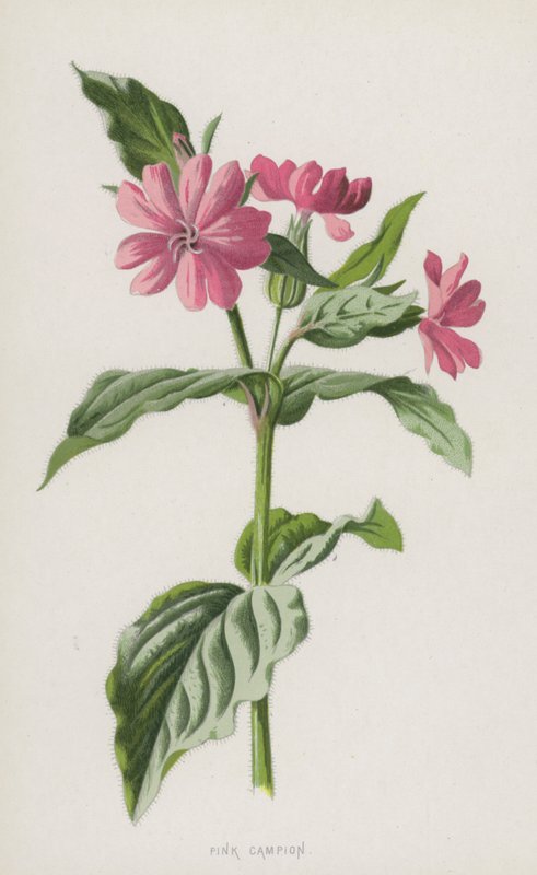 Silene rosada de Frederick Edward Hulme