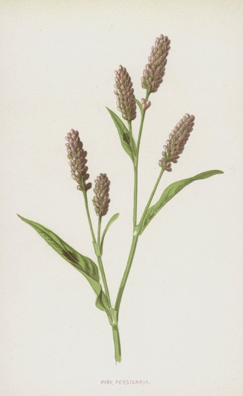 Polygonum persicaria de Frederick Edward Hulme
