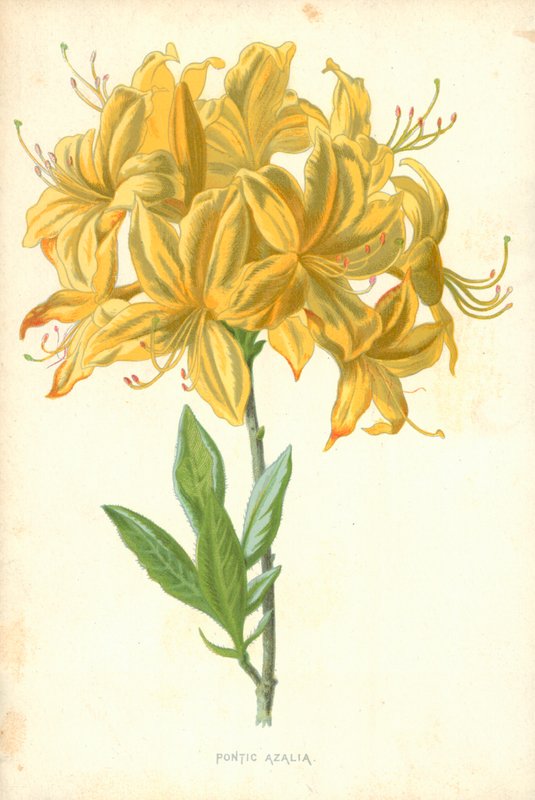 Azalea póntica de Frederick Edward Hulme