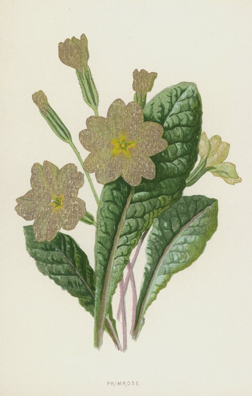 Primavera de Frederick Edward Hulme