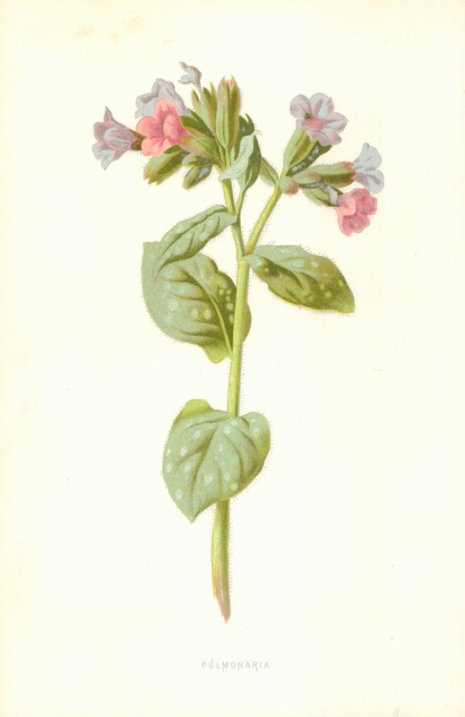 Pulmonaria de Frederick Edward Hulme