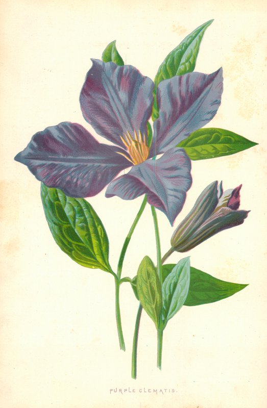Clemátide púrpura de Frederick Edward Hulme