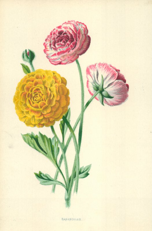 Ranúnculo de Frederick Edward Hulme