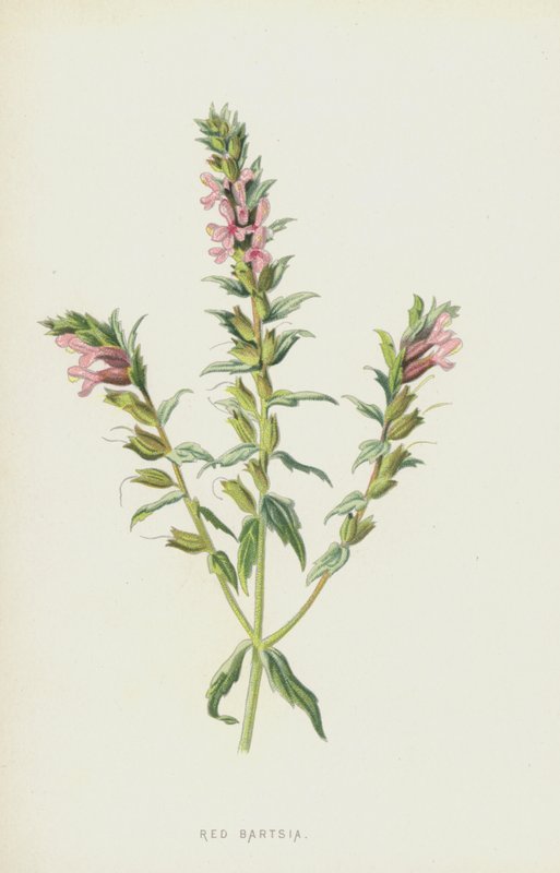 Bartzia roja de Frederick Edward Hulme