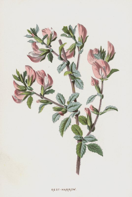 Ononis de Frederick Edward Hulme